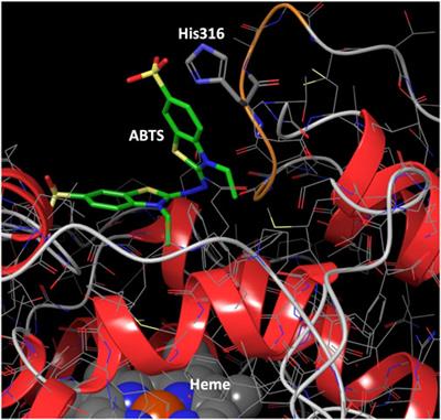 Mapping Potential Determinants of Peroxidative Activity in an Evolved Fungal Peroxygenase from Agrocybe aegerita